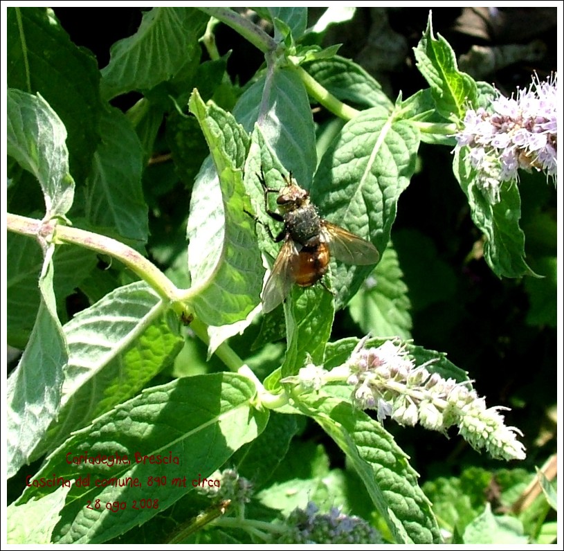 Tachinidae. trib Tachinini.